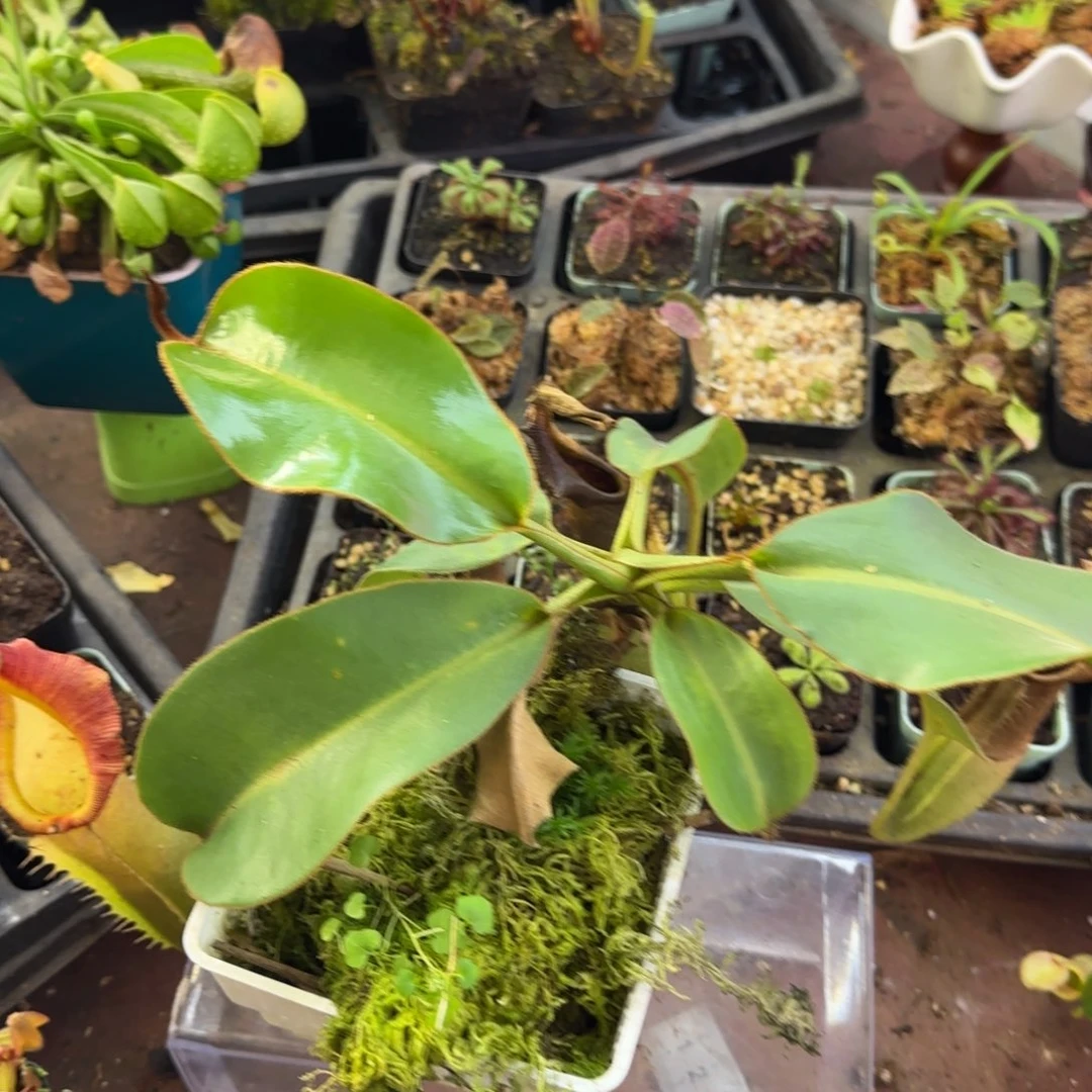 完全开放VlB猪笼草