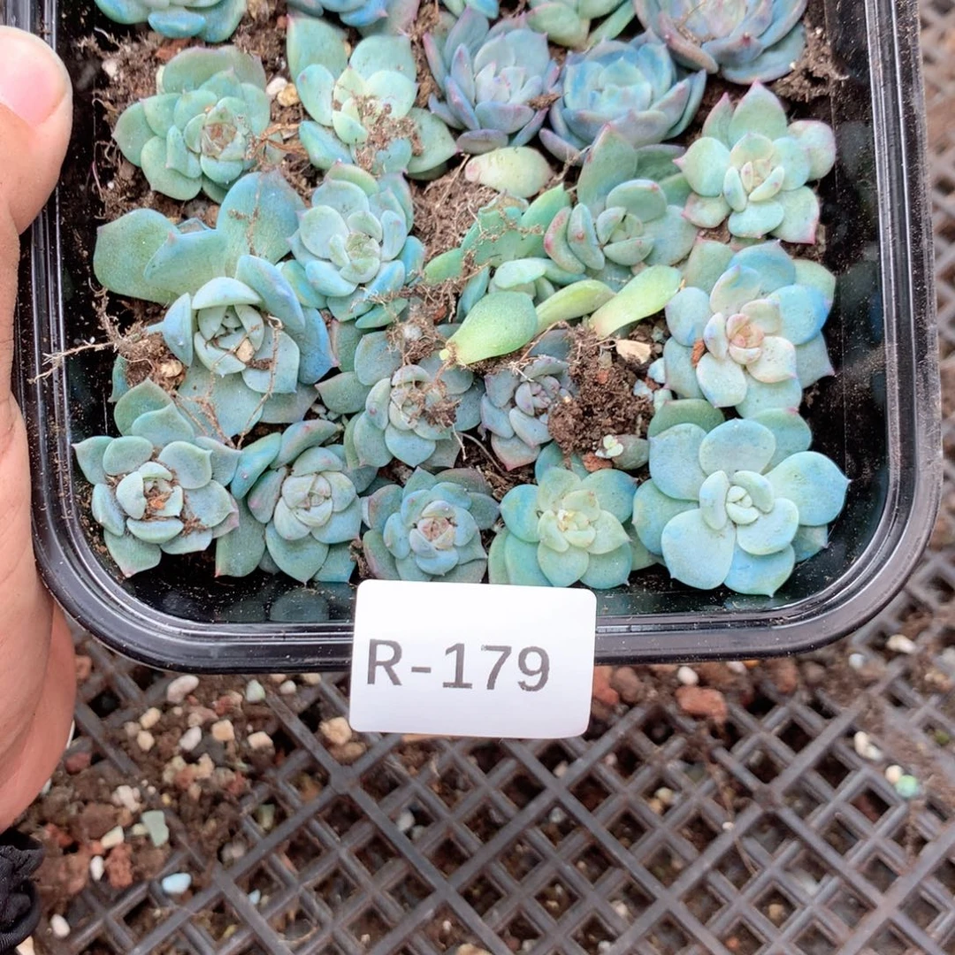 无花朵R179英语英语