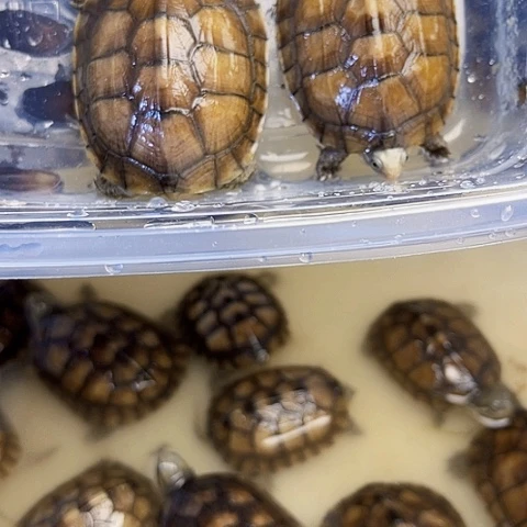 母绿毛龟小青两个