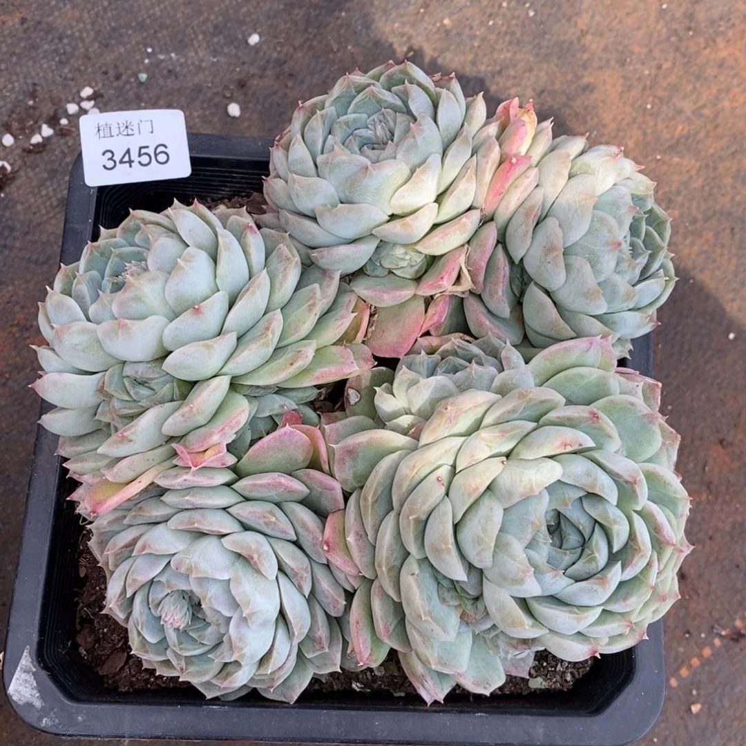 Z****霞不包整散掉头3456