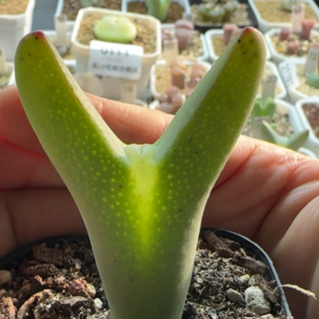 【闪购商品】0123