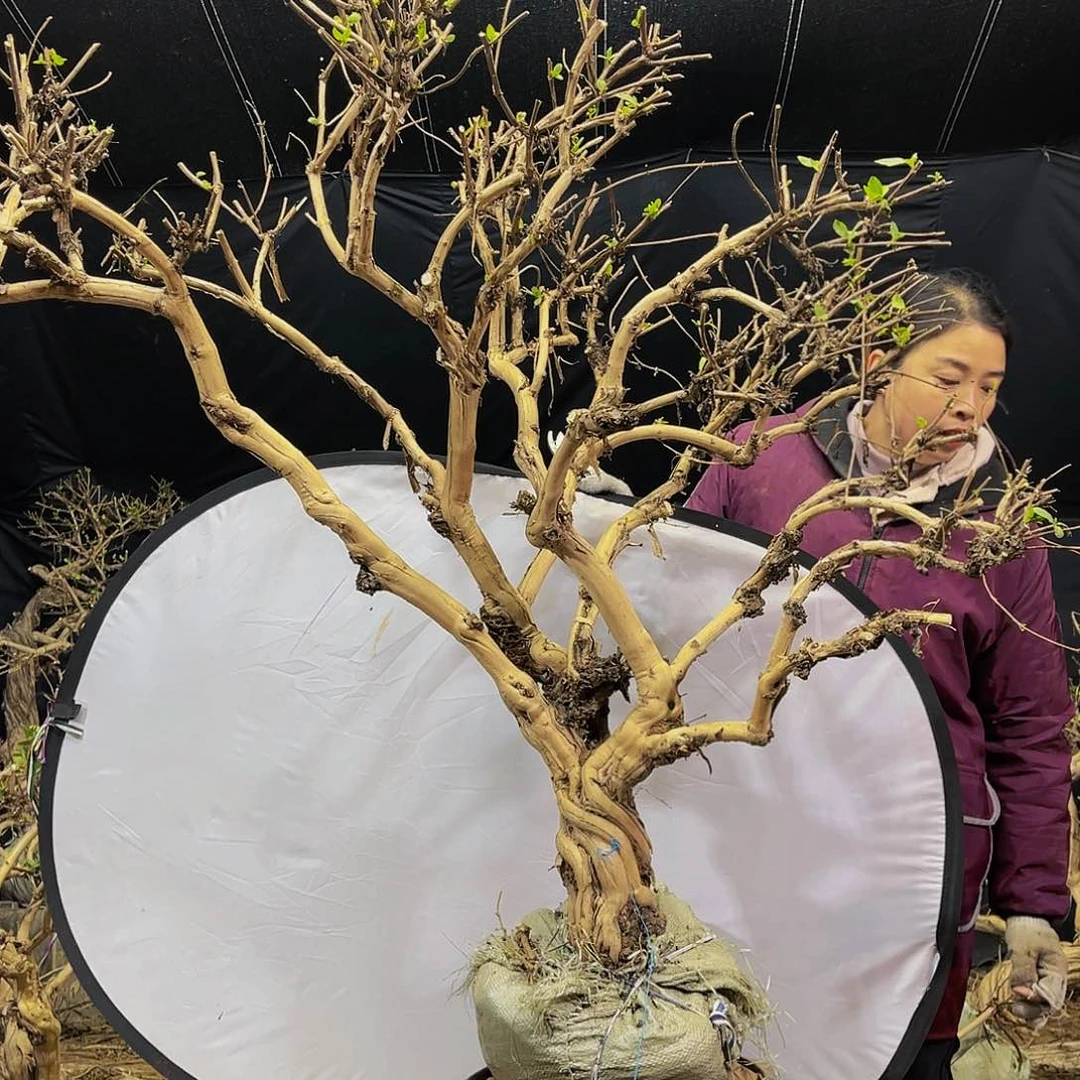 金银花的故事是一个