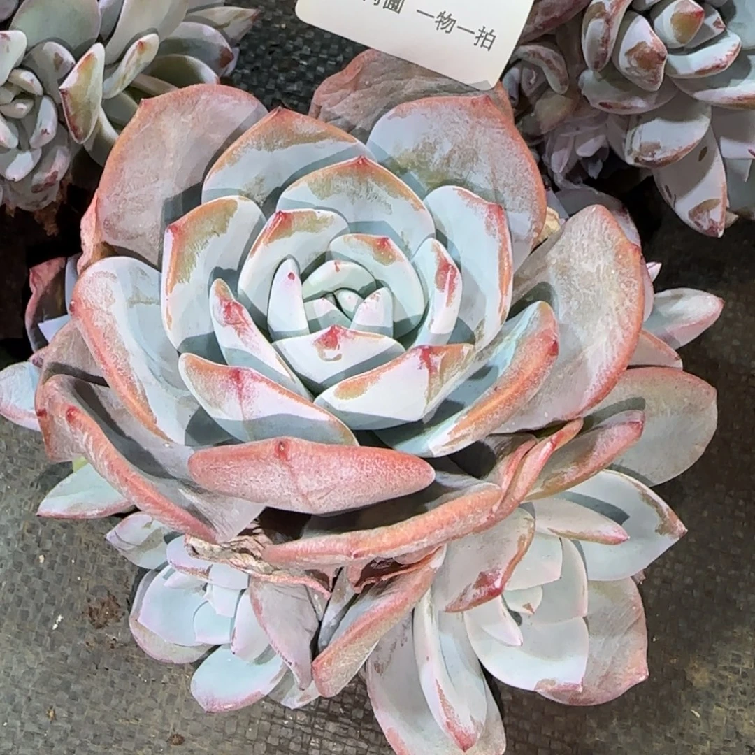 B927老桩奶茶5头