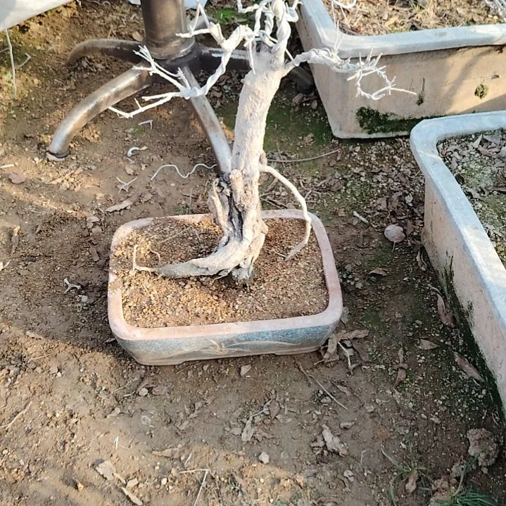 全部花苞脱盆。石榴盆景