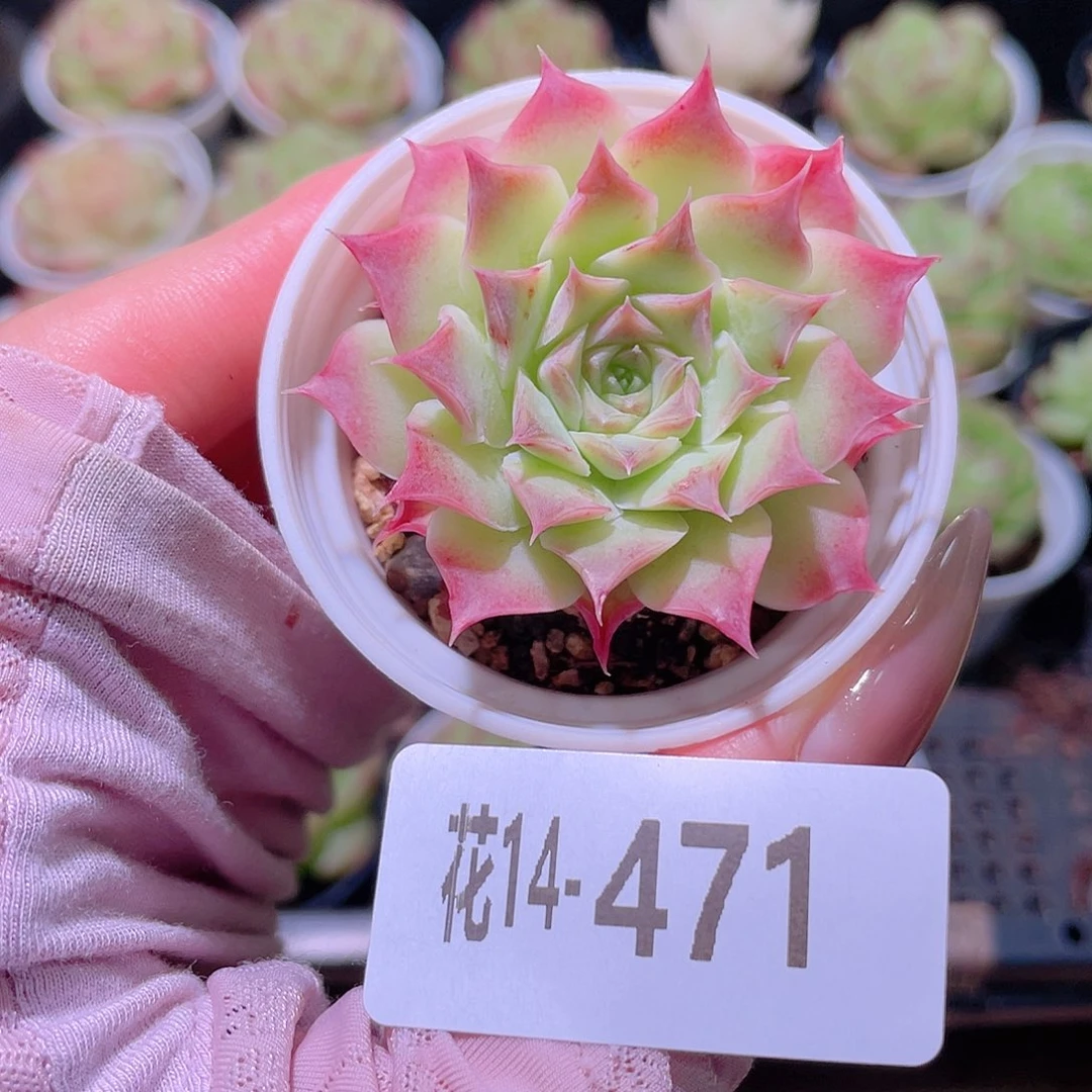 花利美14-471新品