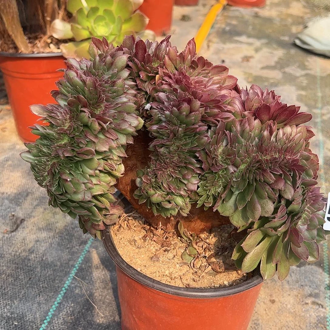 572万圣节缀化法师