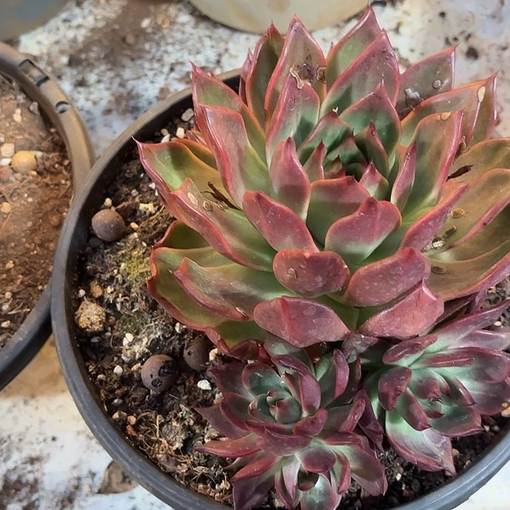 红钻多肉。  19.8。