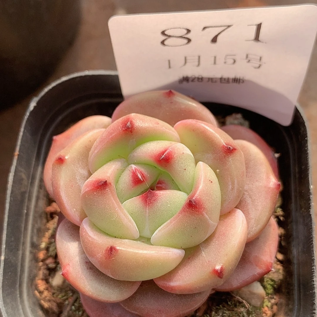 【闪购商品】云871