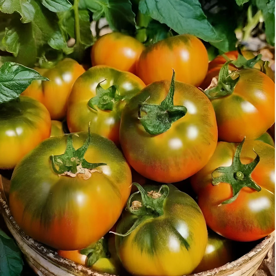 正宗草莓西红柿铁皮番茄酸甜可口生吃现摘自然熟即食水果沙瓤浓郁