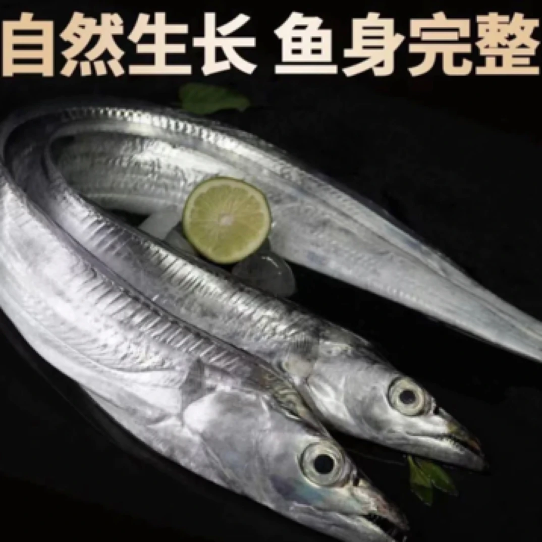 连云港发货 钓带鱼到手8条精品钓带不破肚半斤/条油带鱼顺丰发货