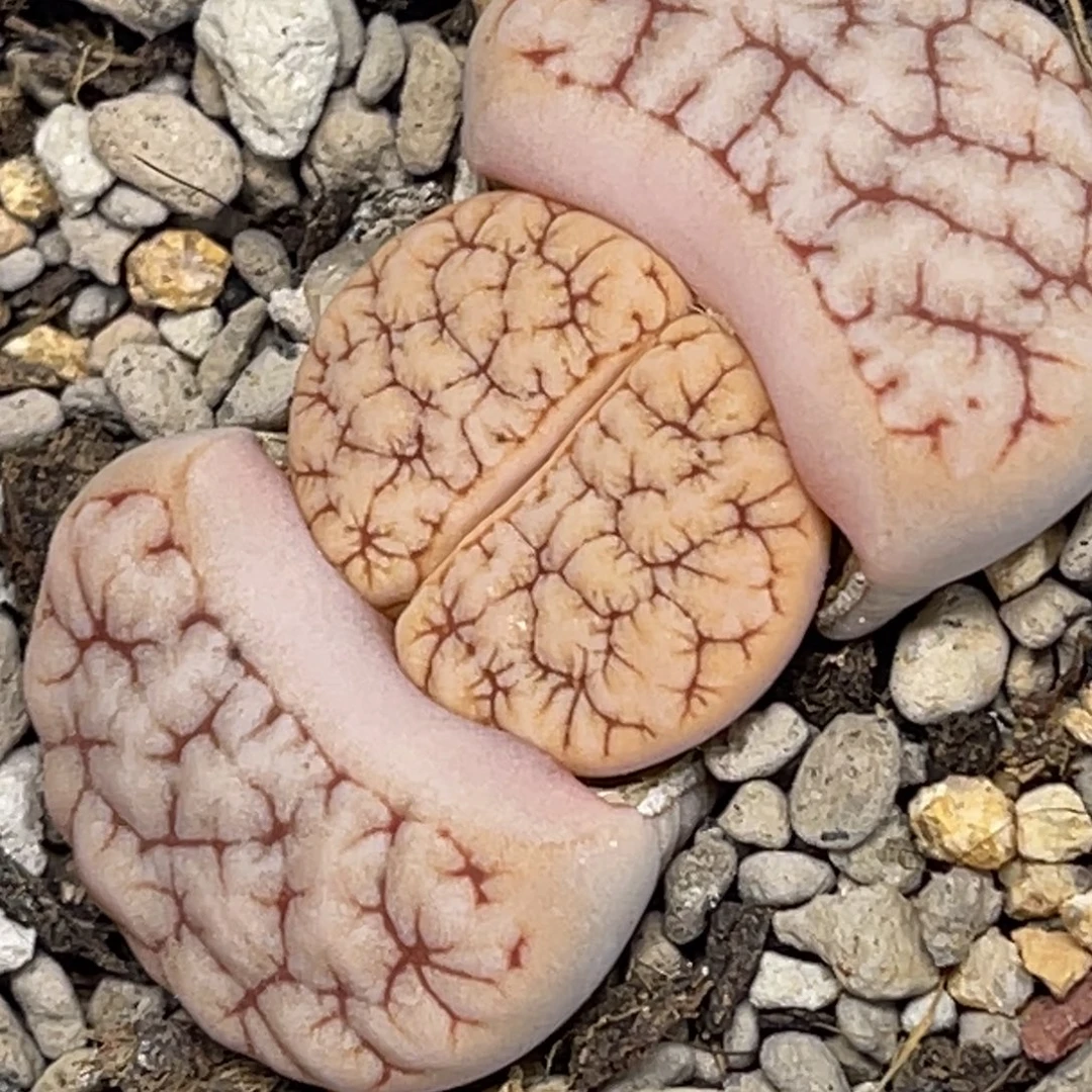 7626球体凹凸拿铁189