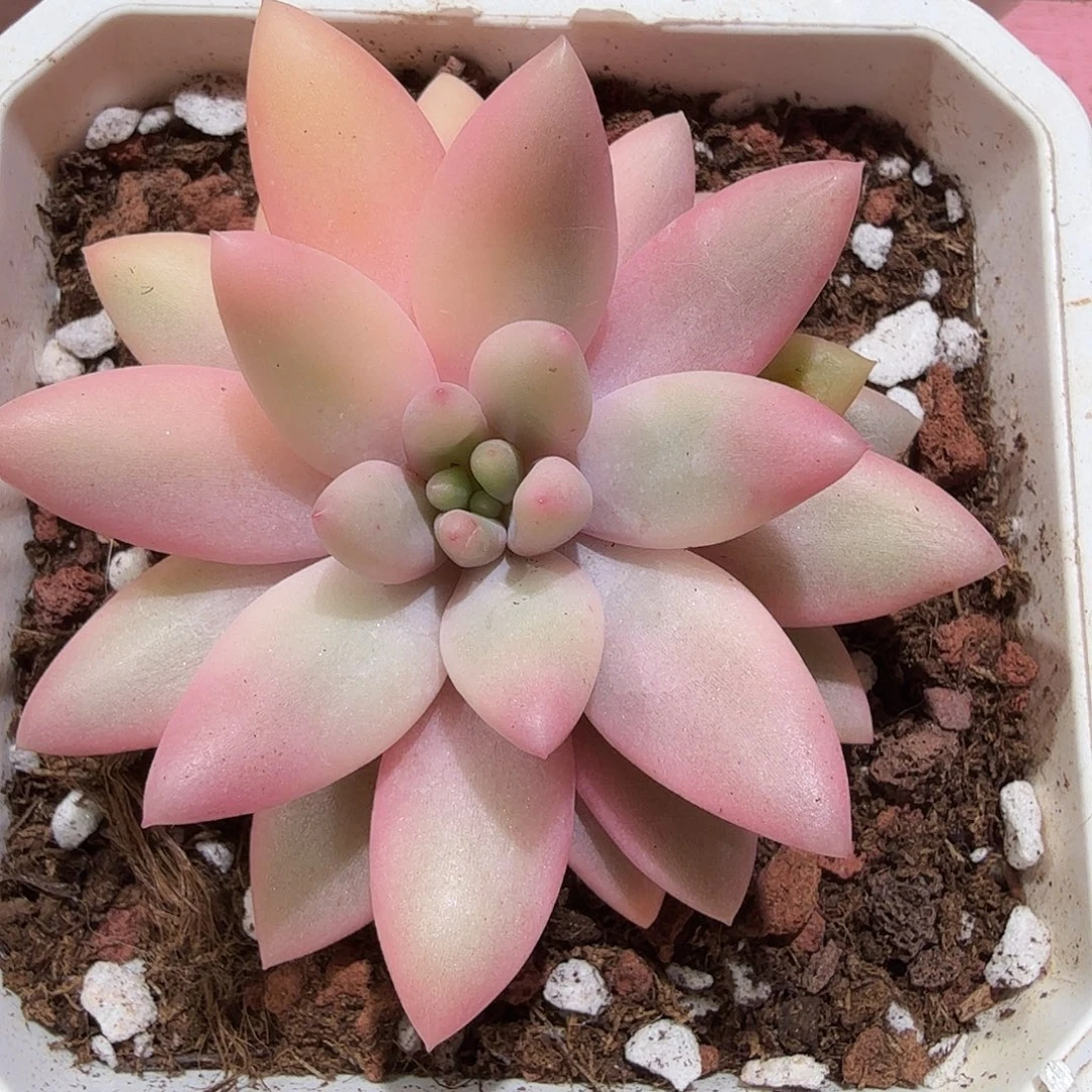 蜜桃啵啵锦，头盖无根