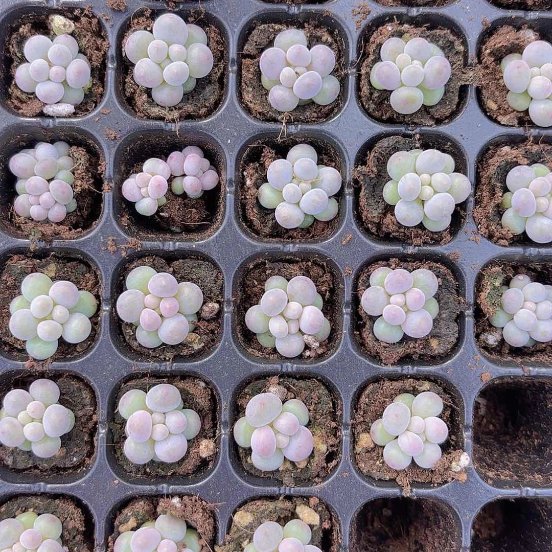 汤圆四颗一组量拍