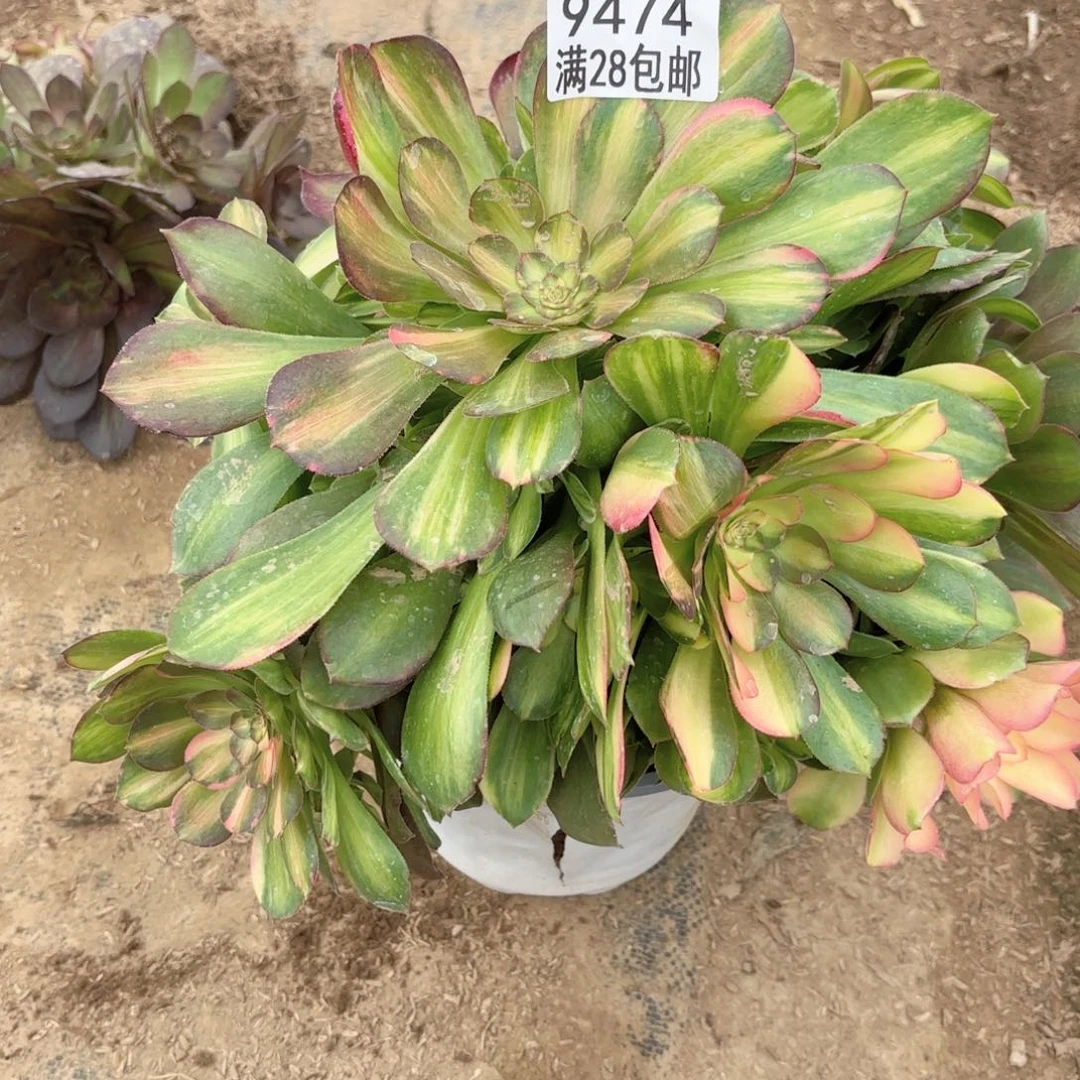 B.   9474流星雨多肉。