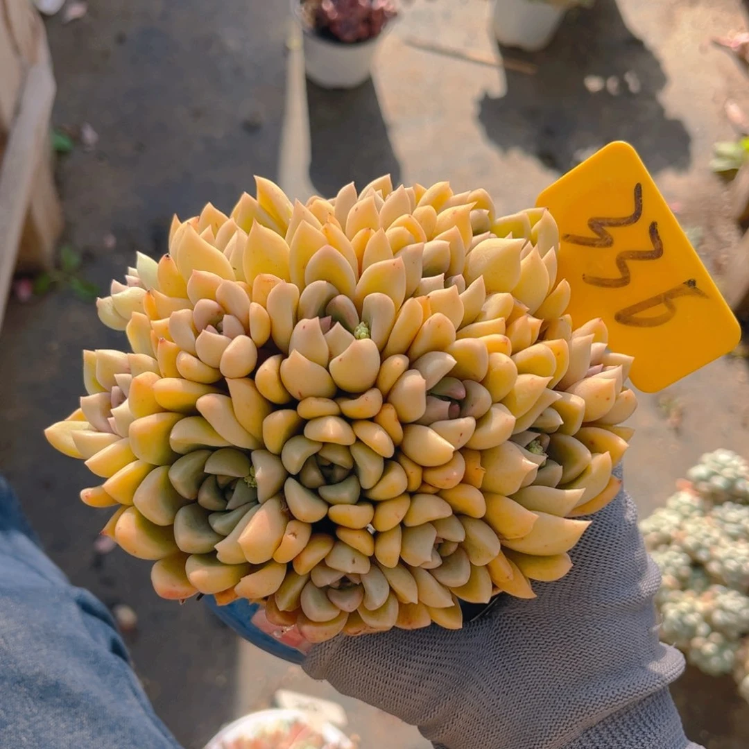 黄金璀璨8888888888888