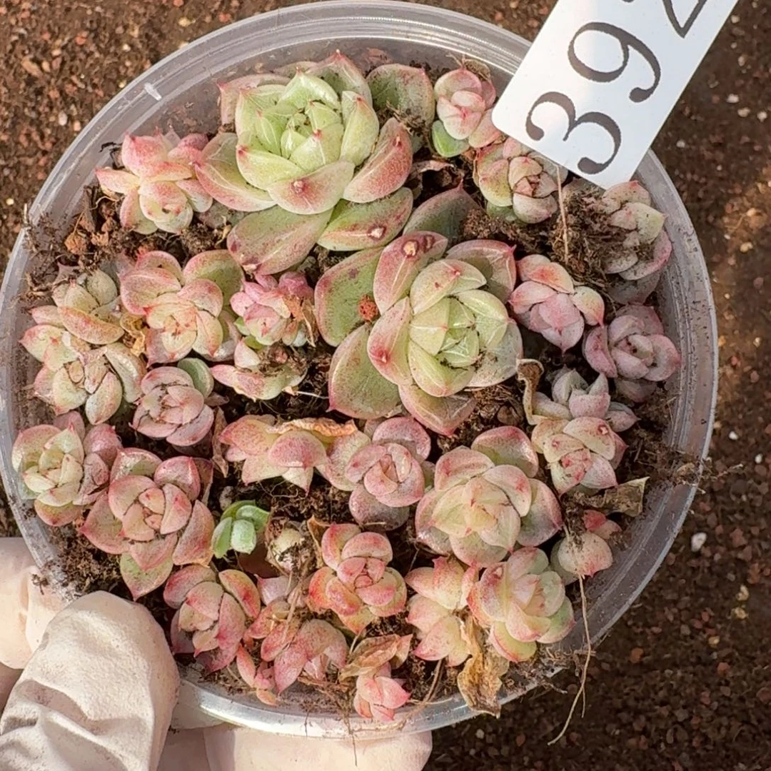 一***羊多肉植物多肉植物392