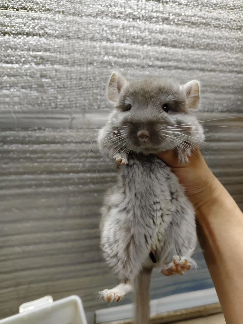 宠物龙猫：携长丝绒咖啡色龙猫弟弟