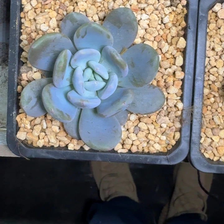 X系列美人新品  一物一拍