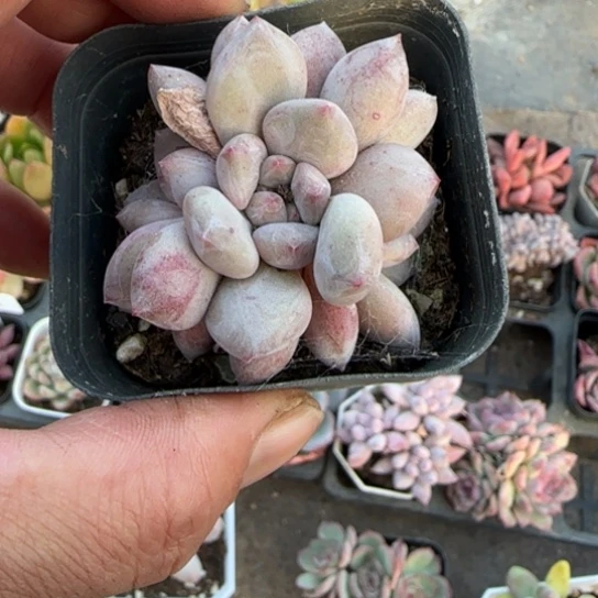 96半夏多肉植物多