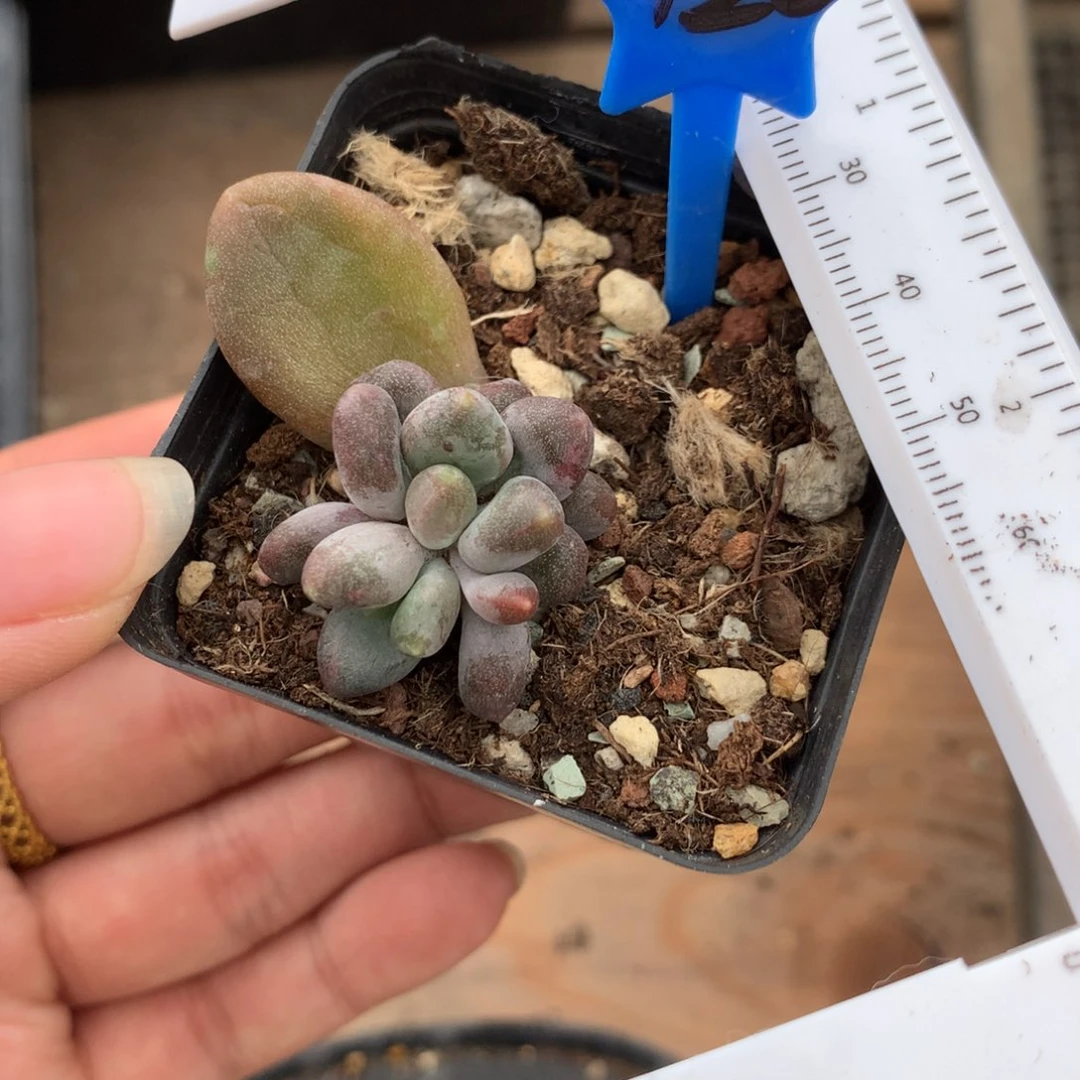 带板子乌里韦亚奶酪多肉