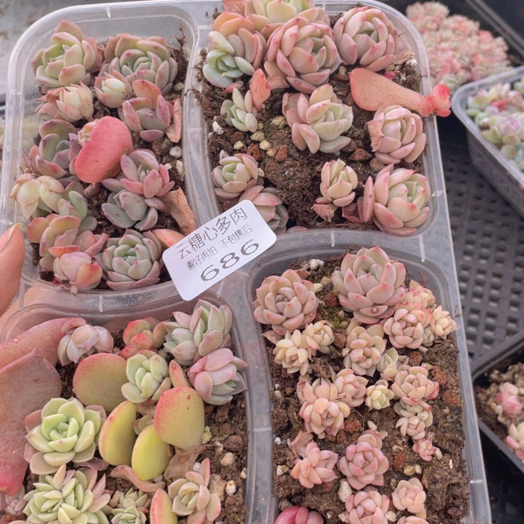 云糖心多肉植物686