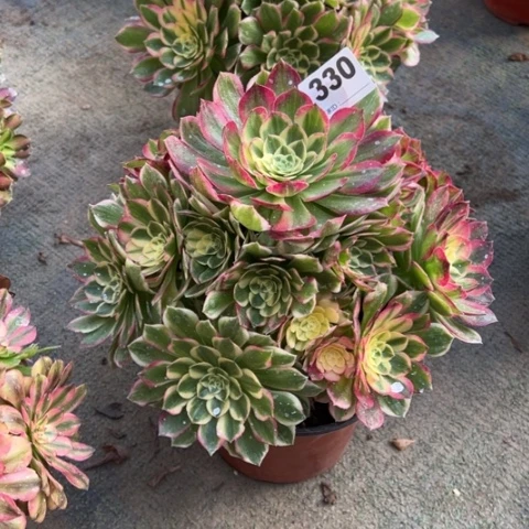 景***人330海仙手捧多肉，