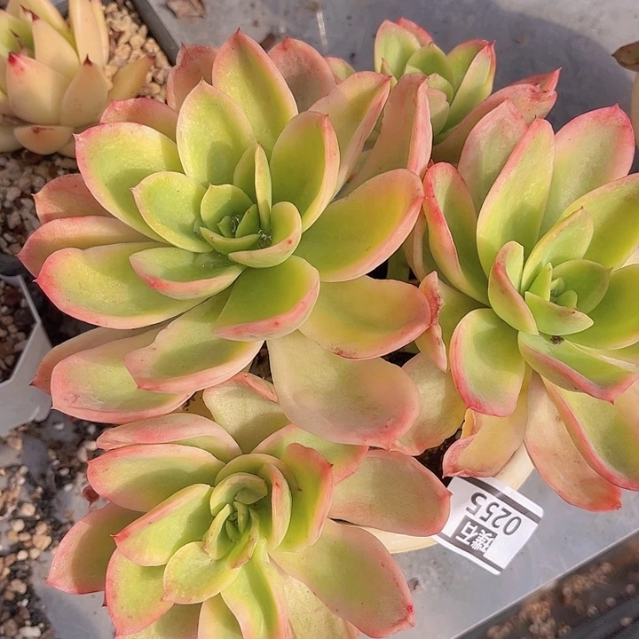 乔伊锦0255多肉植物
