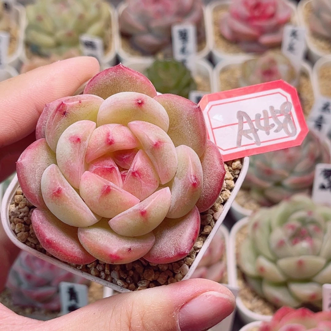 A458 一物一拍 纸落