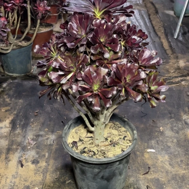 35墨法师多肉植物多肉多肉