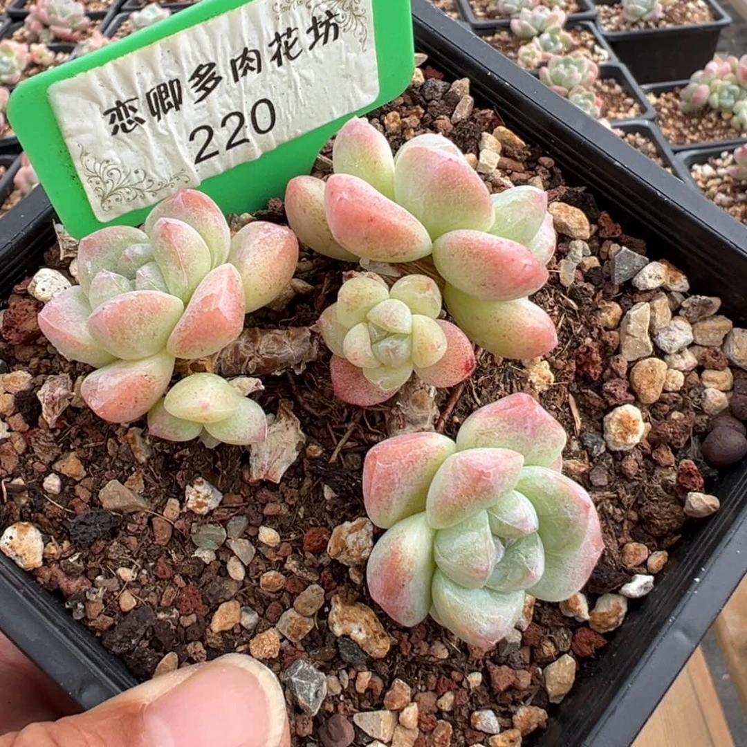 220冰玉老桩无砍多头