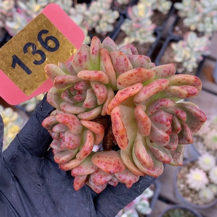 136号6头石榴紫开播特价