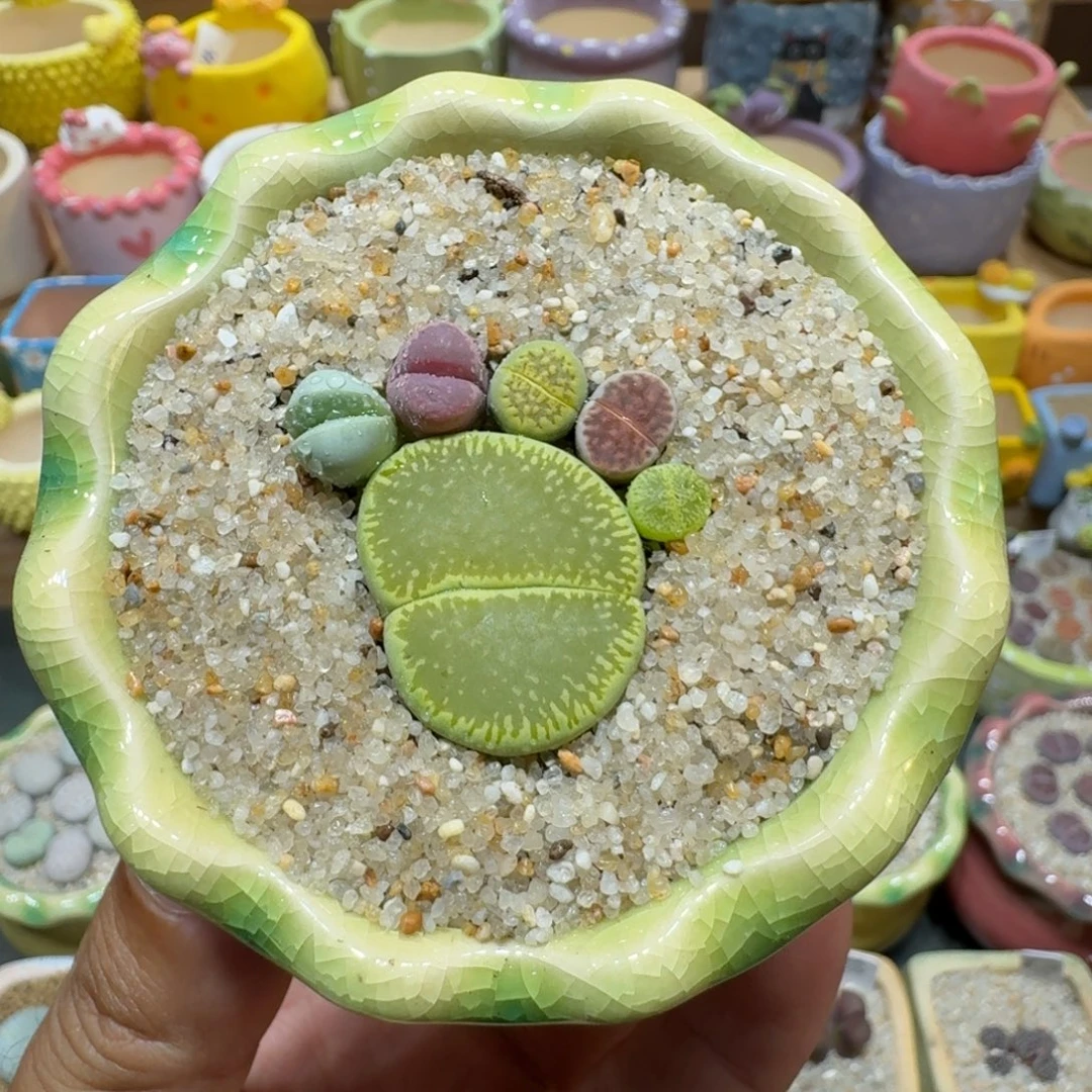 蘑菇1015彩拼脚丫多肉植物