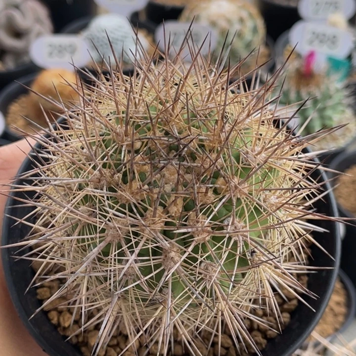 刺琥玉         实生根