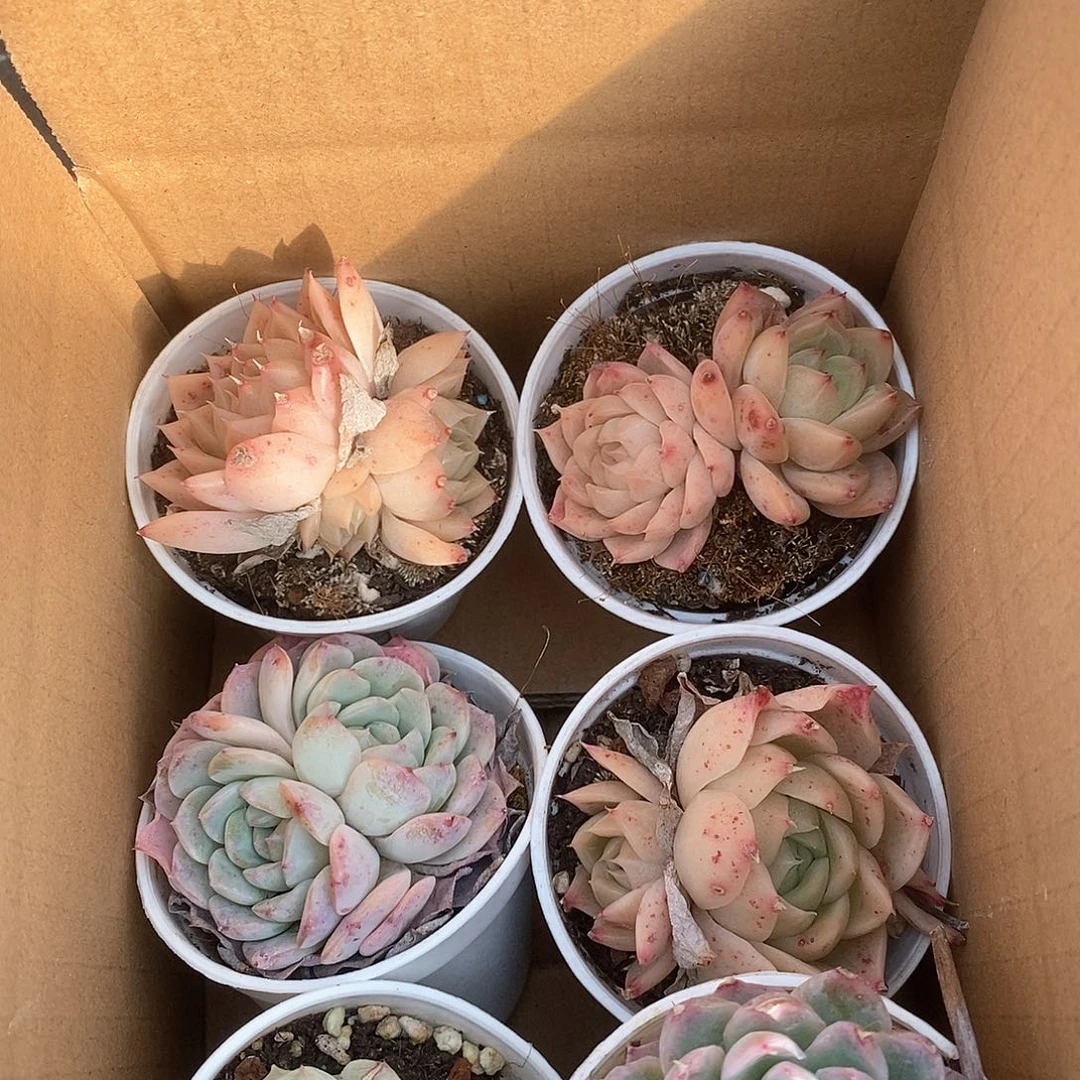 双头胖嘟嘟9.9包邮 5168