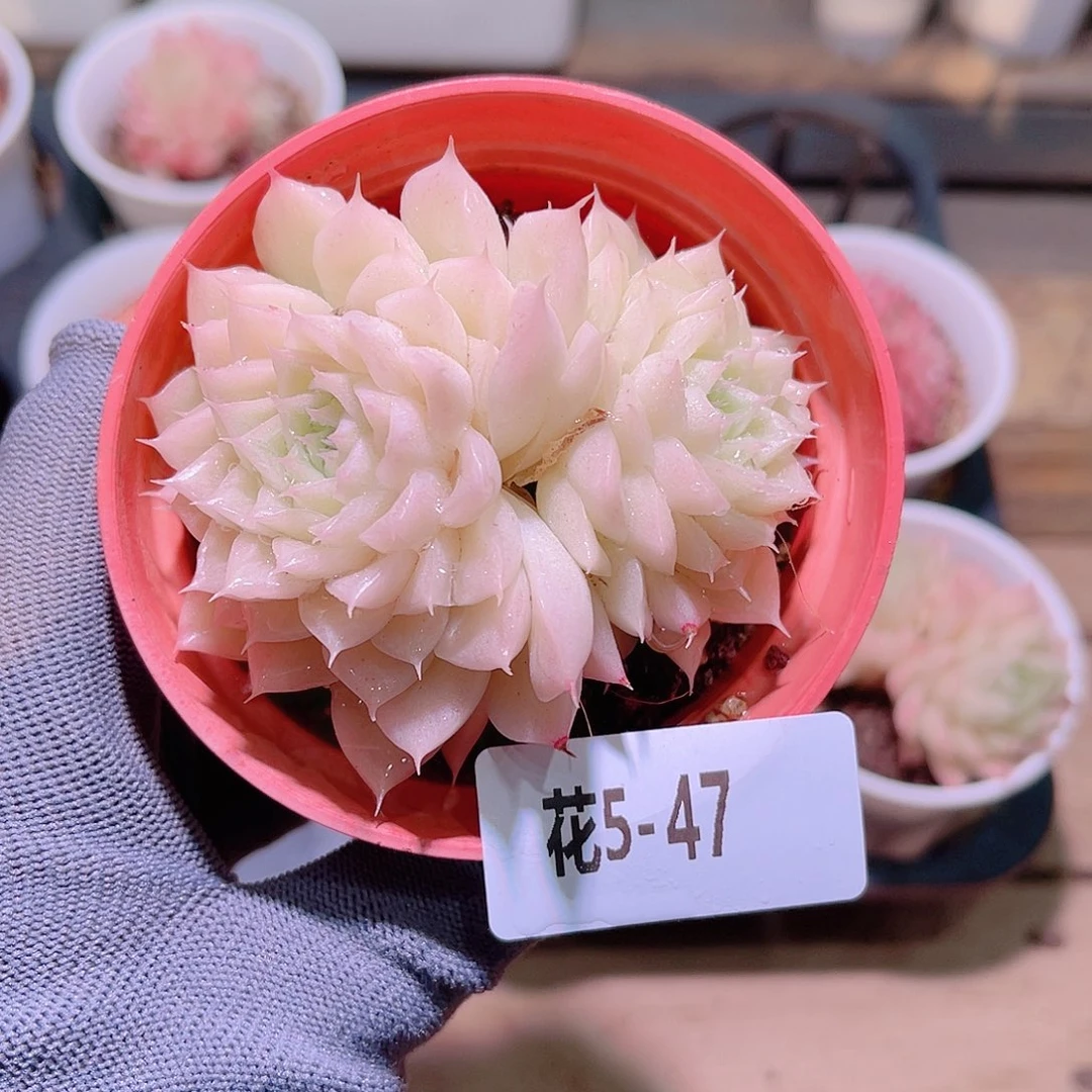 花05-47麦秆双头