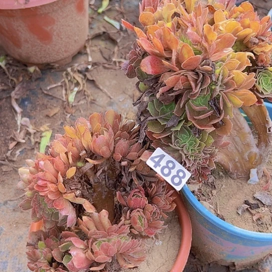 明***月多肉植物两个法师