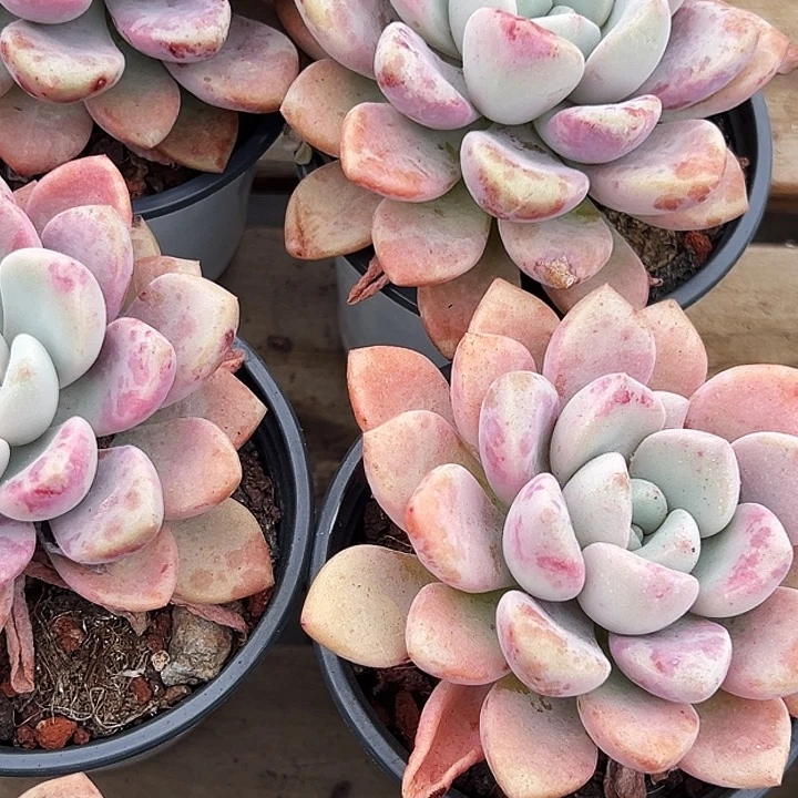 团  028  大单头  花斑露