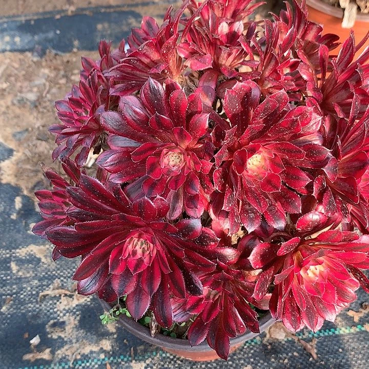 多肉植物黑铜白783