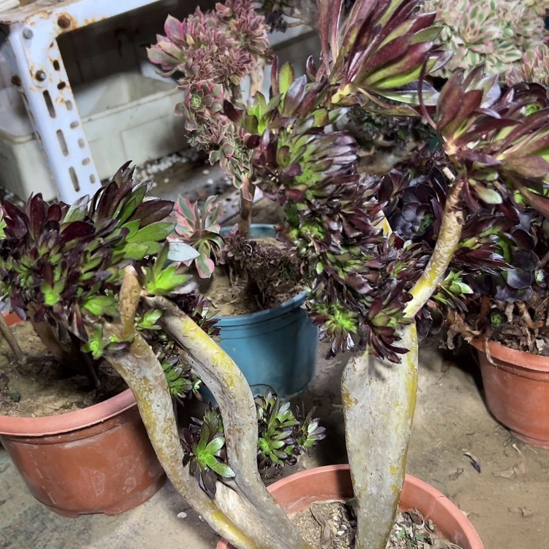 多肉植物黑法师缀花187