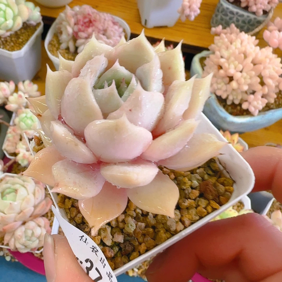 海鸥，371、仙农出品