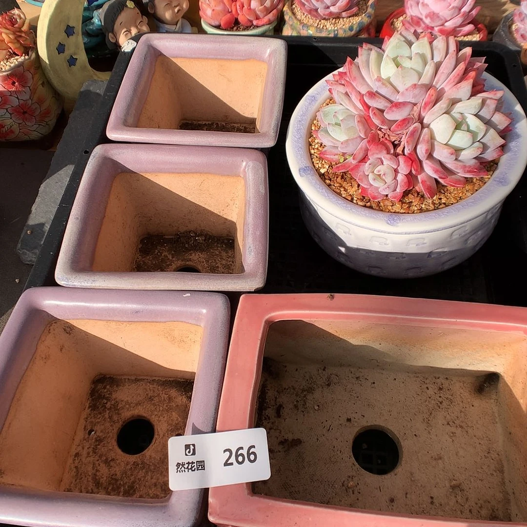 266盆5个多肉植物66