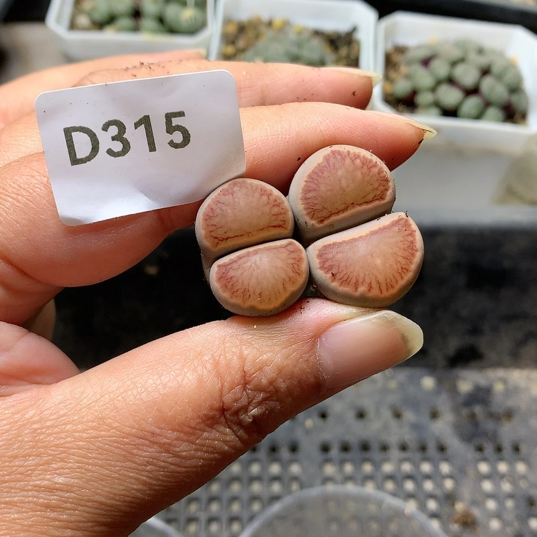 D315多肉植物保护