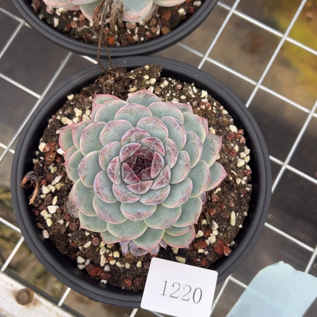 花*子1220肉肉肉肉肉肉