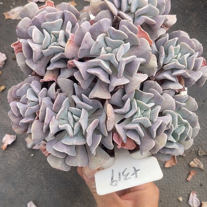 两单包邮，一物一拍，319雪静灵