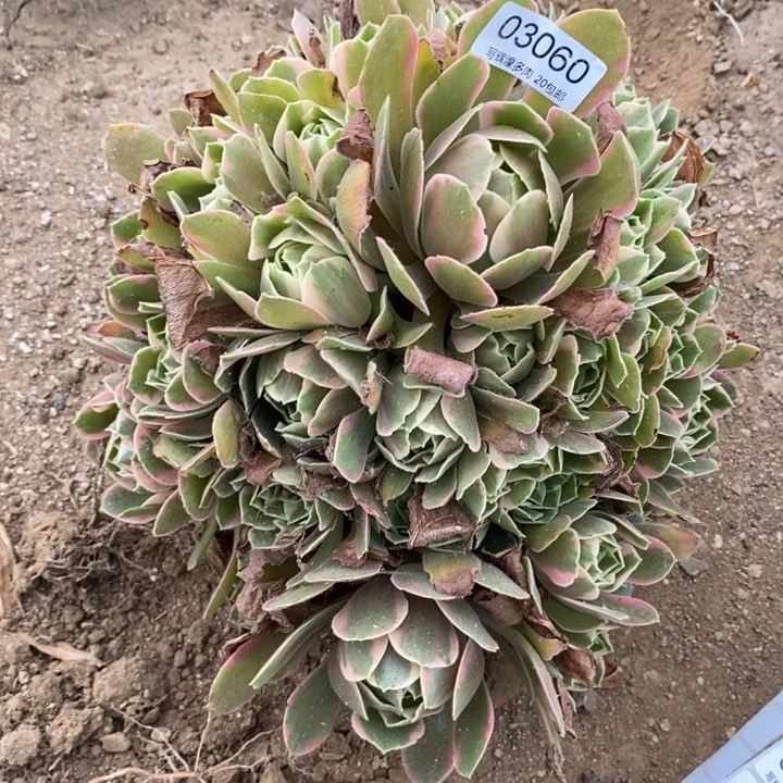 03060女妖多肉植物