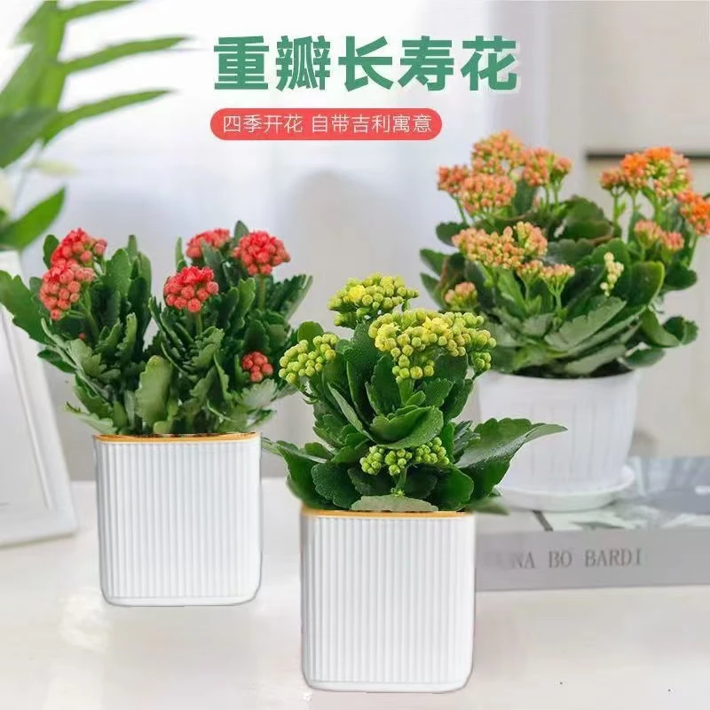 带花苞发货长寿花 盆栽 绿植长寿花盆栽 四季开花 (带方盆发货)