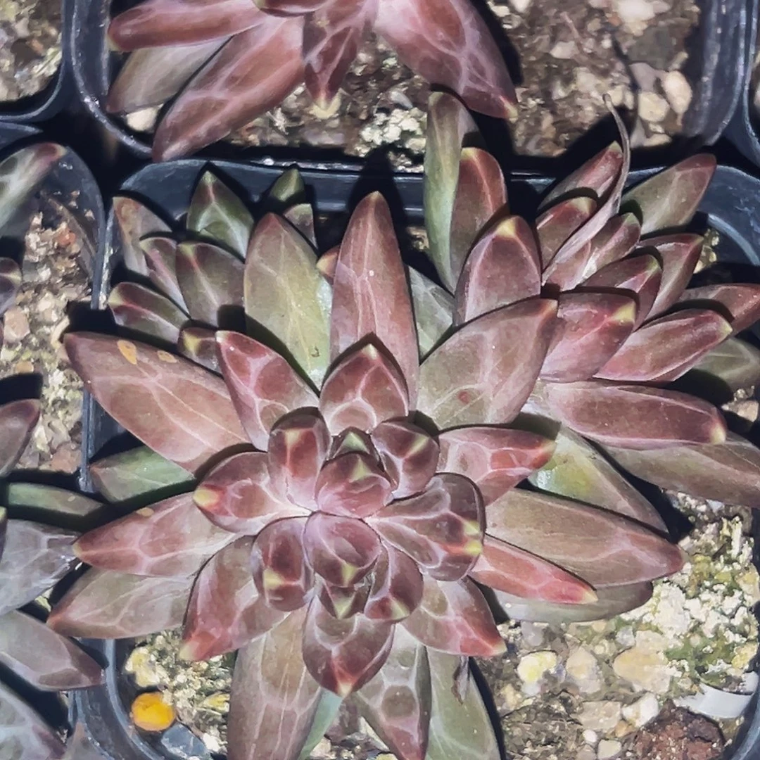 桔云多肉美人精品系列