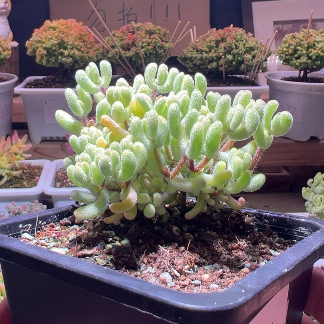 399超白一物一拍包开箱