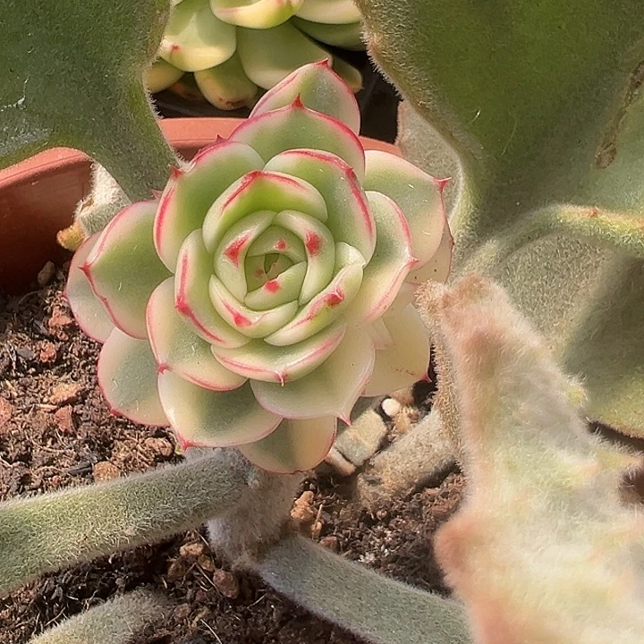 金牛座锦群多肉植物