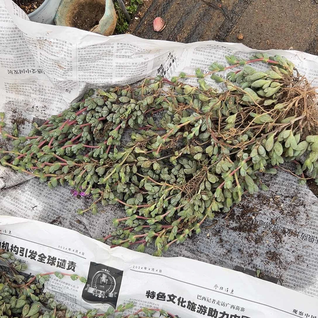 多肉植物碧玉莲大颗